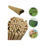 DOĞA FİDANCILIK 20 Adet Bambu Bitki Fidan Destek Çubuğu 190 - 200 Cm