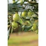 DOĞA FİDANCILIK Gemlik Trilye Zeytin Fidanı 2 Yaş
