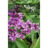DOĞA FİDANCILIK Mor Renkli Leylak ( Syringa Vulgaris ) Ağacı Fidanı 2 Yaş