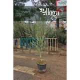 DOĞA FİDANCILIK Saksılı Aşılı Gemlik Trilye Zeytin Fidanı 6 Yaş