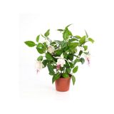 Doğa Fuchsia Küpe Küpeli Çiçeği Fidanı 10-20 cm