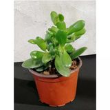 Doğa Garden Crassula (Para Çiçeği)