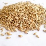 Doğal Arpa 5 Kg Tavuk Güvercin Kuş Kanatlı Yemi Yemlik Tane Arpa