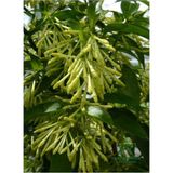 Doğal Bahçe Kokusu Melisa Çiçeği 1 Adet Saksıda 30-50 cm (Cestrum Nocturnum)