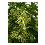 Doğal Bahçe Kokusu Melisa Çiçeği 1 Adet Saksıda 30-50Cm (Cestrum Nocturnum), GDB110724NA31