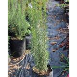 Doğal Biberiye Fidanı, Saksıda