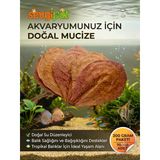 Doğal Catappa Yaprağı - Ekonomik Paket Akvaryum Su Düzenleyici (200 Gr / 70-100 Adet)