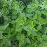 Doğal Catnip Kedi Nanesi Tohumu (100 tohum)