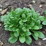 Doğal Cornd Salad Marul Tohumu(40 tohum)