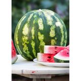Doğal Diyarbakır Karpuzu CSweet Tipi 100 Ad Tohum