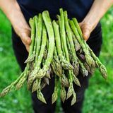 Doğal Geleneksel Asparagus Kuşkonmaz Tohumu (20 Tohum)