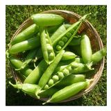 Doğal Geleneksel Bezelye Tohumu (25 Gram)
