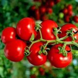 Doğal Geleneksel Yarı Sırık Çeri Pinpon Domates Tohumu (20 Tohum)