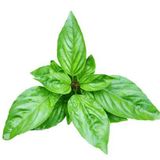 Dogal Green Flesh Geniş Yapraklı Aromatik Fesleğen Tohumu (50 tohum)