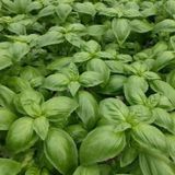 Dogal Green Geniş Yapraklı Aromatik Fesleğen Tohumu (50 tohum)