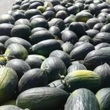 Doğal Karabey Siyah Kışlık Kavun Tohumu (20 Tohum)
