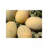 Doğal Kavun Tohumu - Ananas Çeşidi