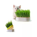 Doğal Kedi Çimi, Tüy Yumağı Önleyici Plastik Kâse İle