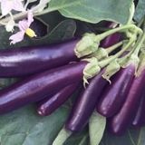 Doğal Long Purple Patlıcan Tohumu(50 tohum)