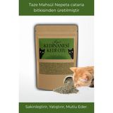 Doğal Orjinal Kedi Nanesi Catnip Kurutulmuş Taze Mahsül 20 Gr