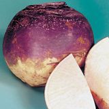 Doğal Purple Top Amrikano Şalgam Tohumu( 30 Tohum)