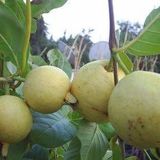 Doğal Sarı Guava Tohumu(10 tohum)