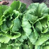 Doğal Soğuğa Dayanıklı Salinas Marul Tohumu (800 Tohum)