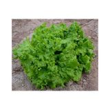 Doğal Waldman's Green Marul Tohumu(100 tohum)