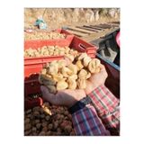 Doğal Yeni Mahsül Orta Boy Aydın Kuru İncir 1 kg