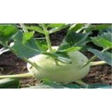 Doğal Yeşil Kohlrabi(Alabaş) Tohumu (20 Tohum)