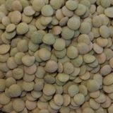 Doğal Yeşil Mercimek Tohumu (20 Tohum)