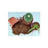 Doğalsan Tarım Kaktüs Toprağı 1 Lt Sukulent Toprağı Aloe Vera Toprağı Ithal Torf Pomza Perlit Vermikulit Karışımı