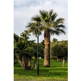 Doğalsan Tarım Palmiye Tohumu 1 Kg Palmiye Ağacı Tohumu Washingtonia Filifera Ağaç Tohumu