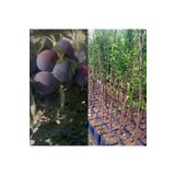 Doğan Fidancılık Black Diamond ( Japon erik ) Fidanı Saksılı 5-6 yaş 150 -170 cm