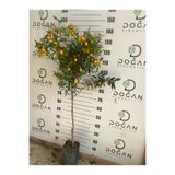 Doğan Fidancılık Kumkuat(Kamkat) fidanı Tüplü 120,150 Cm Arası
