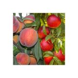 Doğan Fidancılık Nectrin (Tüysüz) ve Şeftali (Tüylü) Tüplü (120 160 )cm arası 2 li paket