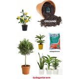 Dogant Meyve Saksı Çiçek Torf 5 L - Organik Torf