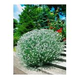 doğaşık 1-2 Yaş Arası Saksılı Beyaz Lavanta (LAVANDULA) Fidanı - Hoş Kokulu Ve Dekoratif Çiçek