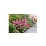 Doğaşık 1-2 Yaş Arası Tüplü Kelebek Çalısı ('butterfly Candy Pink') Fidanı - Canlı Pembe Çiçekler