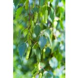 doğaşık 1-2 Yaş Huş Ağacı Fidanı - Betula Pendula - Hızlı Büyüyen ve Dayanıklı Peyzaj Bitkisi 50 80 cm