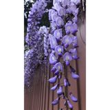 doğaşık 1-2 Yaş Mor Salkım Fidanı Seti - 1 Adet | Wisteria | Bahçeniz İçin Göz Alıcı ve Hoş Kokulu