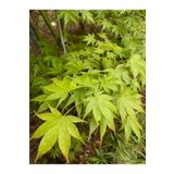 doğaşık 1-2 Yaşında Tüplü Yeşil Yapraklı Japon Akçaağacı Fidanı - Acer Palmatum