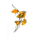 doğaşık "2 Yaş Mabet Ağacı Fidanı Tüplü (Ginkgo biloba) - Bahçenizin Güneşi