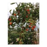 doğaşık 3 Adet Hem Lezzetli Hem de Faydalı: Gojiberry Fidanı (Kurt Üzümü) - Her Bahçeye Uygun