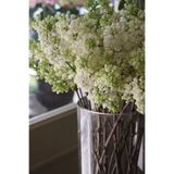 doğaşık Beyaz Leylak Ağacı Fidanı 30-40 Cm Boylarında 1-2 Yaş Arası Saksılı