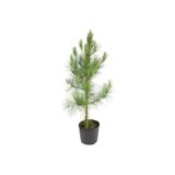 Doğaşık Fıstık Çamı Fidanı Bahçe Için 5 Adet 20-30 cm Pinus Pinea