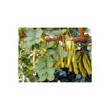 doğaşık Keçiboynuzu Meyvesi Fidanı 40-60 Cm Boylarında