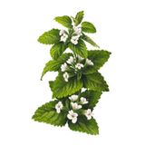 Doğaşık Melisa Çiçeği Fidanı (Melissa Officinalis): Doğal Sağlığınız Için Bir Mucize "limon Otu"
