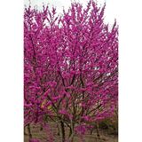 doğaşık Pembe Erguvan Ağacı Fidanı Tüplü (50-60CM BOY) Bahçe