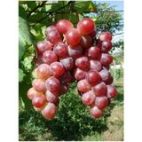 Doğaşık Red Globe Pembemsi Kırmızı Üzüm Fidanı 1-2 Yaş Arası Tüplü